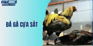 da-ga-cua-sat