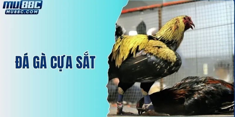 da-ga-cua-sat