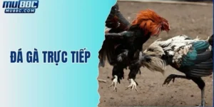 da-ga-truc-tiep