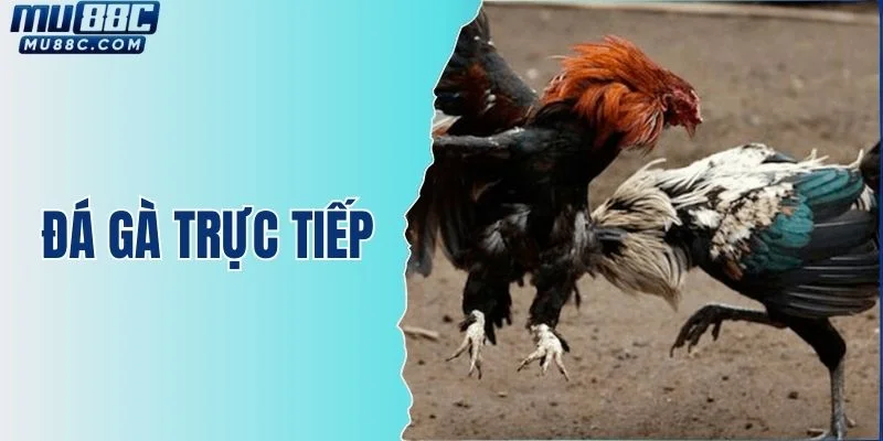 da-ga-truc-tiep