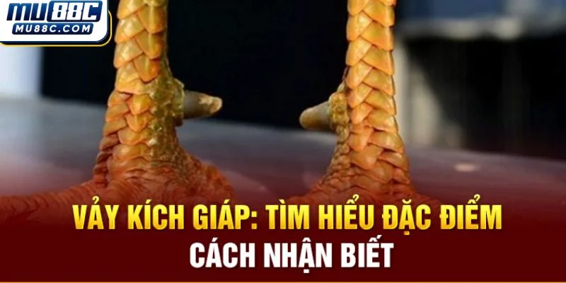 nhung-dieu-can-luu-y-trong-vay-ga-kich-giap-ban-can-nam