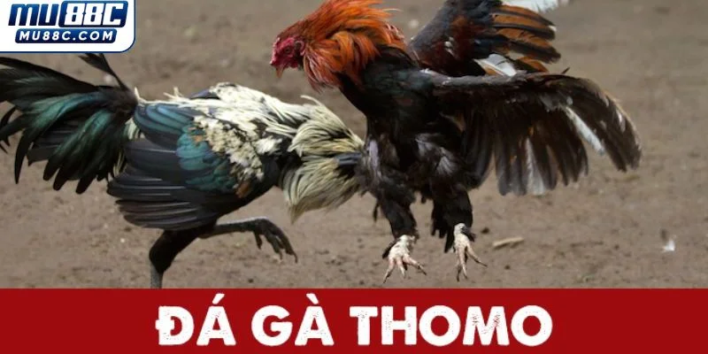 tong-quan-ve-da-ga-thomo