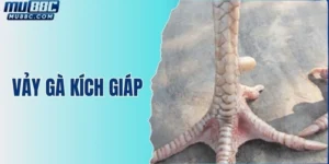 vay-ga-kich-giap