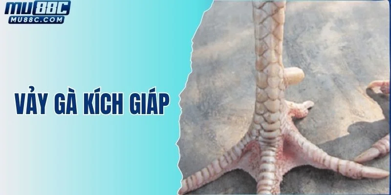 vay-ga-kich-giap